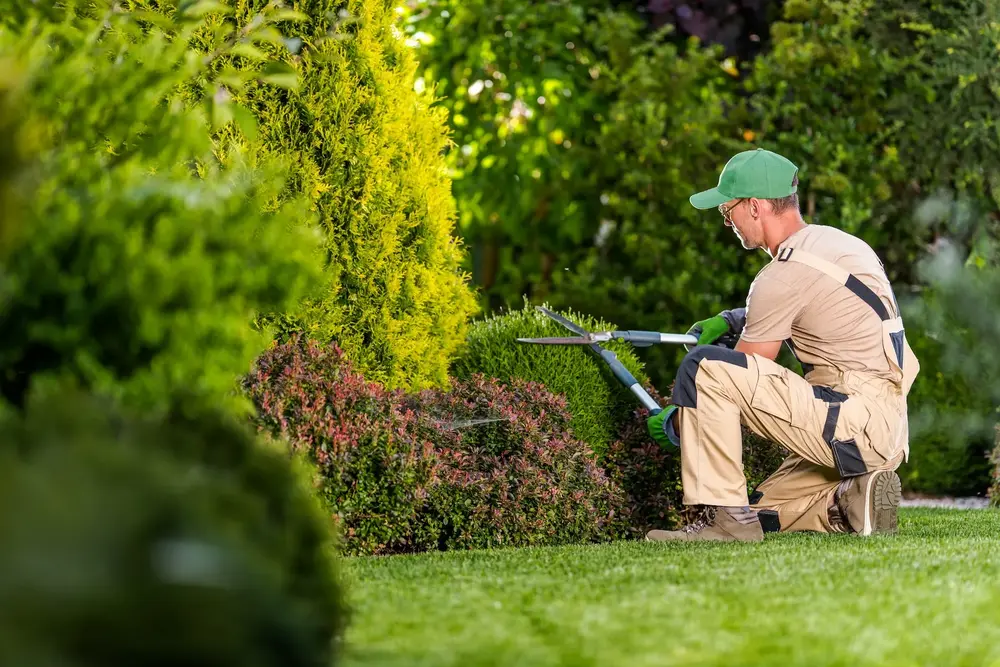 Gardener trimming a hedge in a landscaped garden
